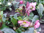 P1060189Schneerose Ice N'roses Carlotta H.iburgensis.JPG