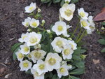 P1060191 a Christrose Wintergold H.niger.JPG