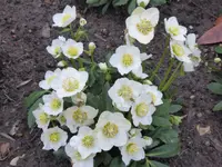 P1060191 a Christrose Wintergold H.niger.webp