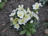 P1060191 b Christrose Wintergold H.niger.webp
