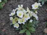 P1060191 b Christrose Wintergold H.niger.JPG