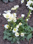 P1060191Christrose Wintergold H.niger.JPG