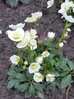 P1060191Christrose Wintergold H.niger.webp