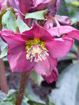 P1060194Schneerose Ice N'Roses Red H.glandorfensis.JPG