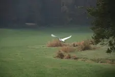 Silberreier 0321.webp