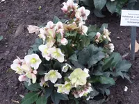 P1060196Schneerose Shootingstar H.ericshmithii.webp