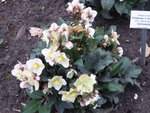 P1060196Schneerose Shootingstar H.ericshmithii.JPG