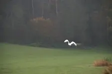 Silberreier 0421.webp