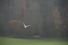 Silberreier 0521.webp