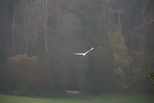 Silberreier 0621.webp