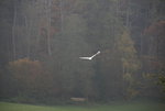 Silberreier 0621.JPG