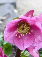 P1060199Schneerose Lulu H.lemperii.webp