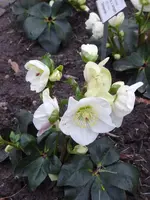 P1060207Schneerose Linn H.lemperii.webp