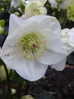 P1060208Schneerose Linn H.lemperii.webp