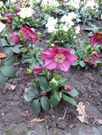 P1060217 Schneerose Leona H.Lemperii.JPG