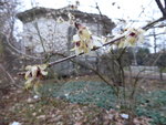 P1060221Chinesische Winterblüte.JPG