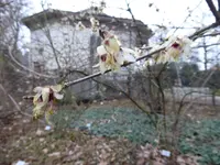 P1060221Chinesische Winterblüte.webp
