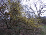 P1060223Lichtmess Zaubernuss Hamamelis mollis.JPG