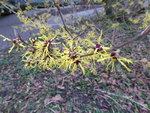 P1060224Lichtmess Zaubernuss Hamamelis mollis.JPG