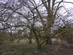 P1060225Japanische Zaubernuss Hamamelis japonica.JPG
