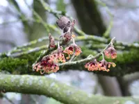 P1060226Japanische Zaubernuss Hamamelis japonica.webp