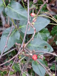 P1060234apanische Scheinquitte.JPG