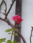P1060236Kletterrose Coral dawn.JPG