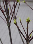 P1060239Klebrige Scheinulme.JPG