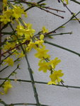 P1060245Winterjasmin.JPG