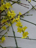 P1060245Winterjasmin.webp