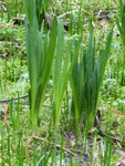 P1060269Sommer-Knotenblume.JPG
