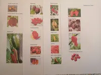 Chili_1.webp