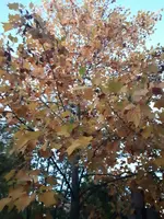 20201022_182033.webp