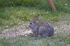 kaninchen.webp
