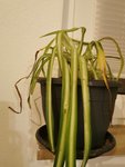 IMG_20220111_194612.jpg