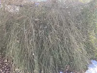 IMG_0258(1).webp