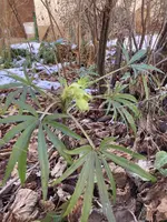 IMG_0259(1).webp