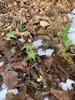 IMG_0260(1).webp