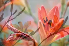 image001.webp