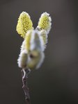 IMG_5040.JPG