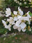 Kirschblüte.jpg
