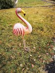 Flamingo.jpg.jpeg
