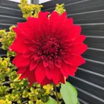 20211107_113318.webp