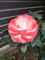 20210618_204342.webp