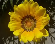 Variationen... (3) v.webp