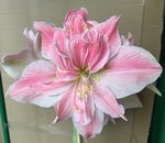 Amaryllis-VI-rosa-weiß-gefüllt_01.jpg