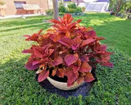 IMG_20210706_075737.webp