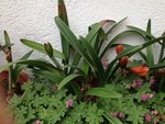 Amaryllis_02.jpg
