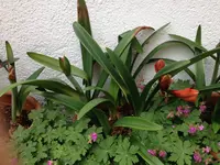 Amaryllis_02.jpg