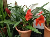 Amaryllis-Kübel-03_.jpg